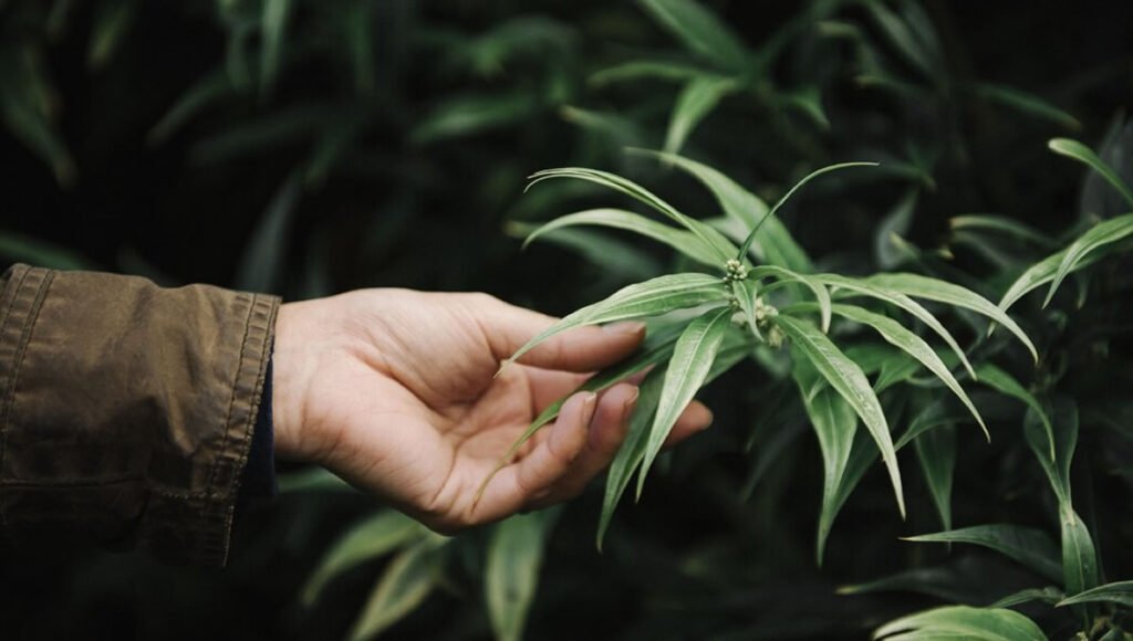 Cannabis Recreativa vs. Medicinal: Entenda as Diferenças e Usos